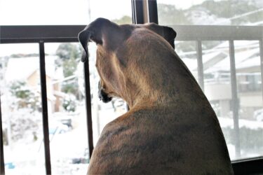 ボクサー犬は主張する
