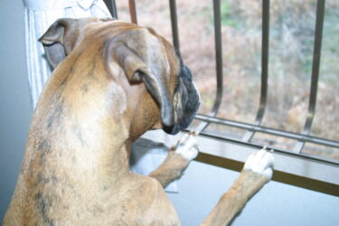ボクサー犬のしつけは大変・・・か？